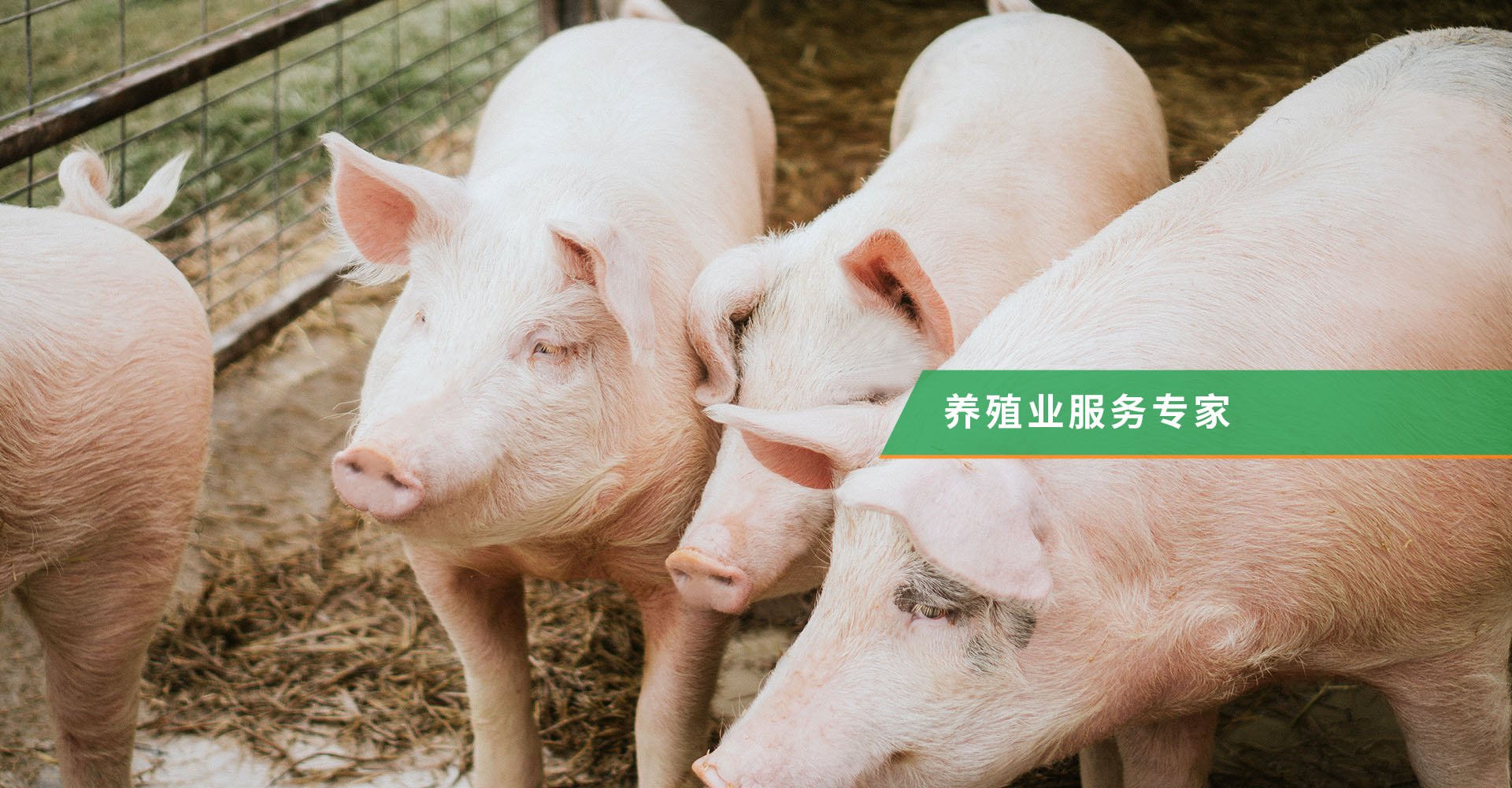 懷孕母豬配合飼料、懷孕母豬濃縮飼料、育肥豬預混料、膠東豬飼料、山東優質飼料、土雞飼料、土雞預混合飼料、專業毛皮動物發酵料